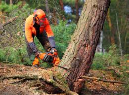 Best Grass Overseeding  in Palo Alto, CA