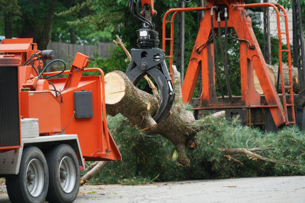 Reliable Palo Alto, CA Tree Services Solutions
