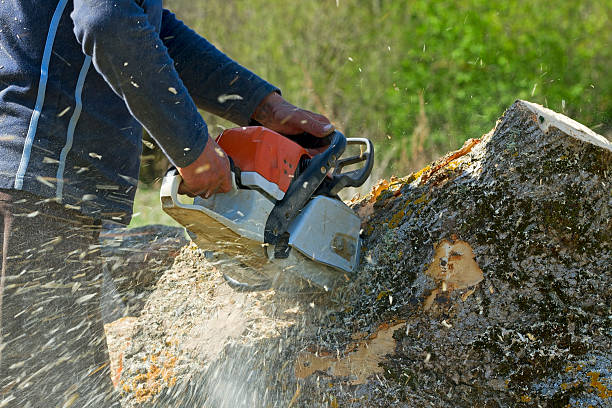Organic Lawn Care Solutions in Palo Alto, CA